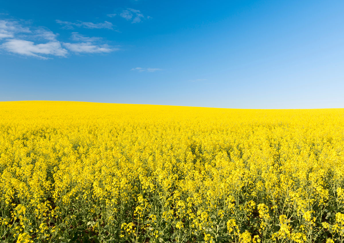 Canola Rates 1