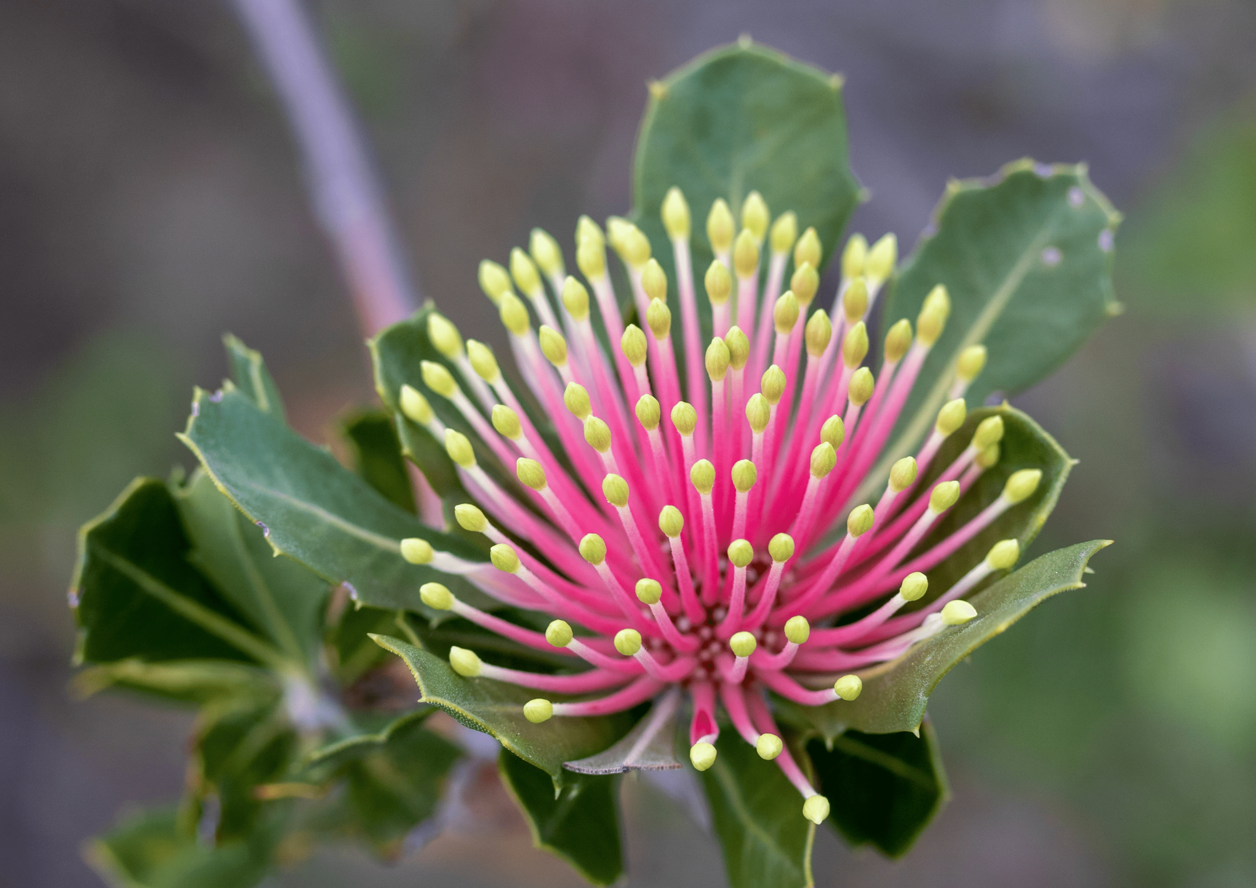 Cuneata Flower min Wildflowers 3