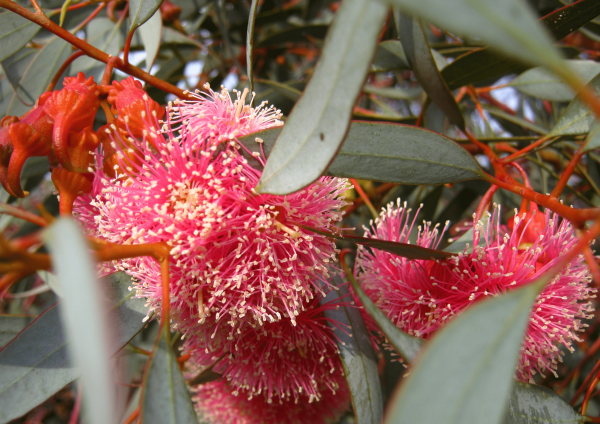 Eucalyptus min 2024 AUSTRALIA DAY LUNCH 1