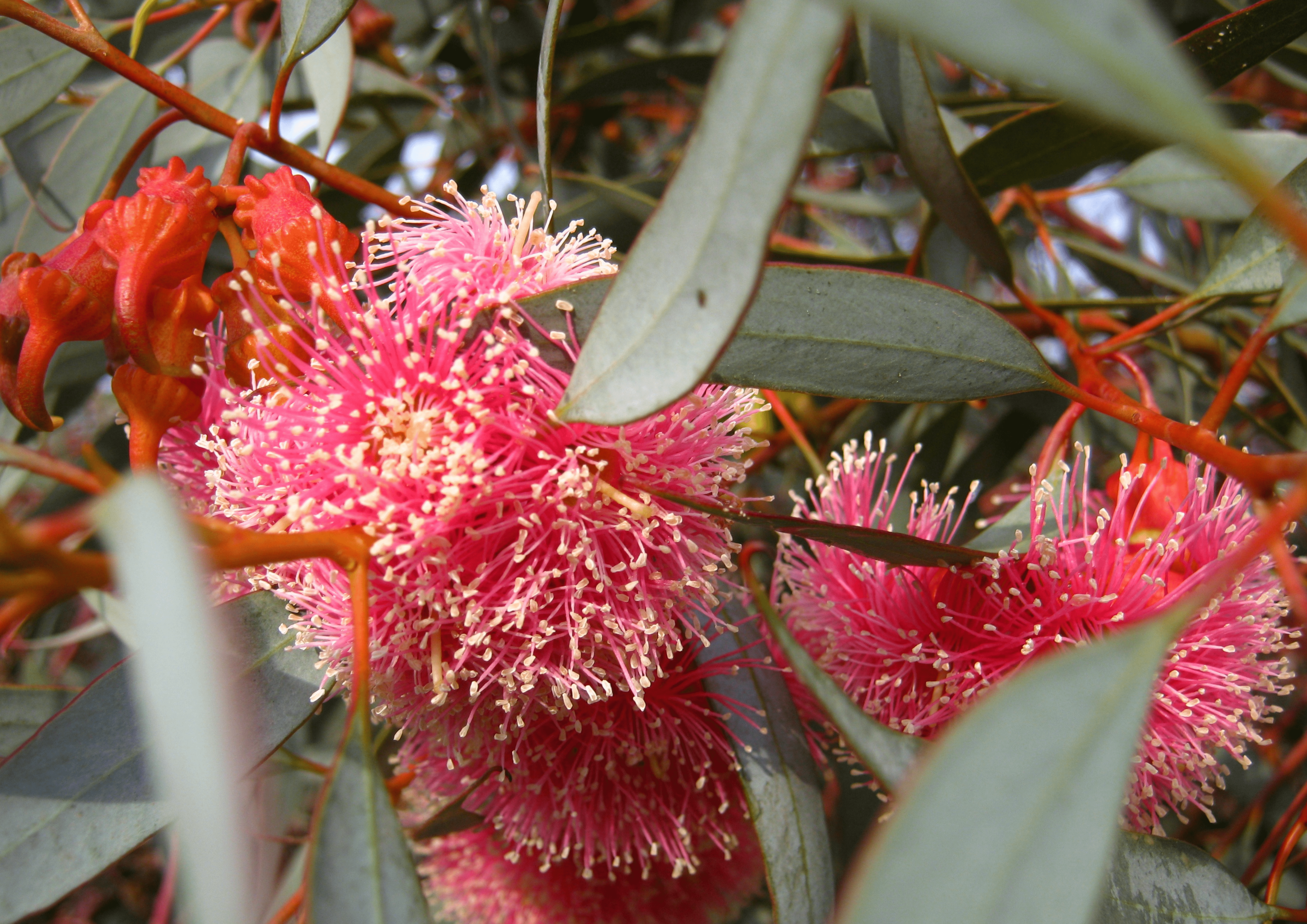 Eucalyptus min Environment 19