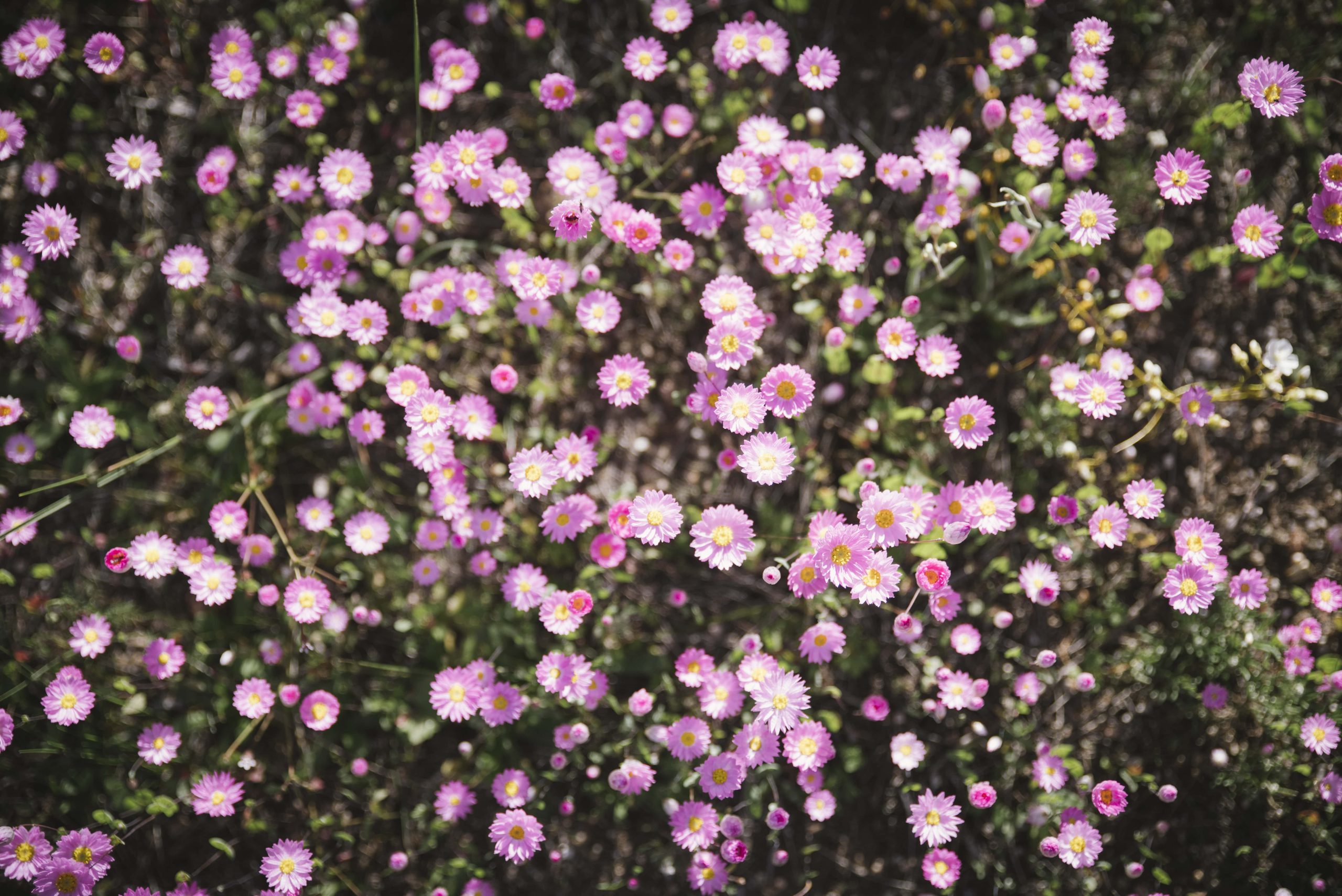 Quairading2021323 min scaled Wildflowers 1