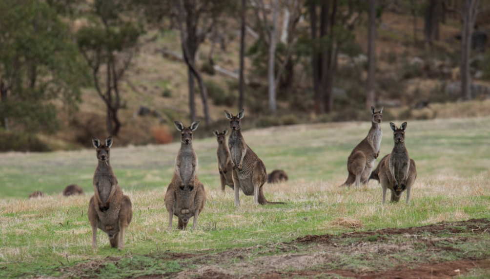 pexels evan white 11938880 Badjaling Reserve 1