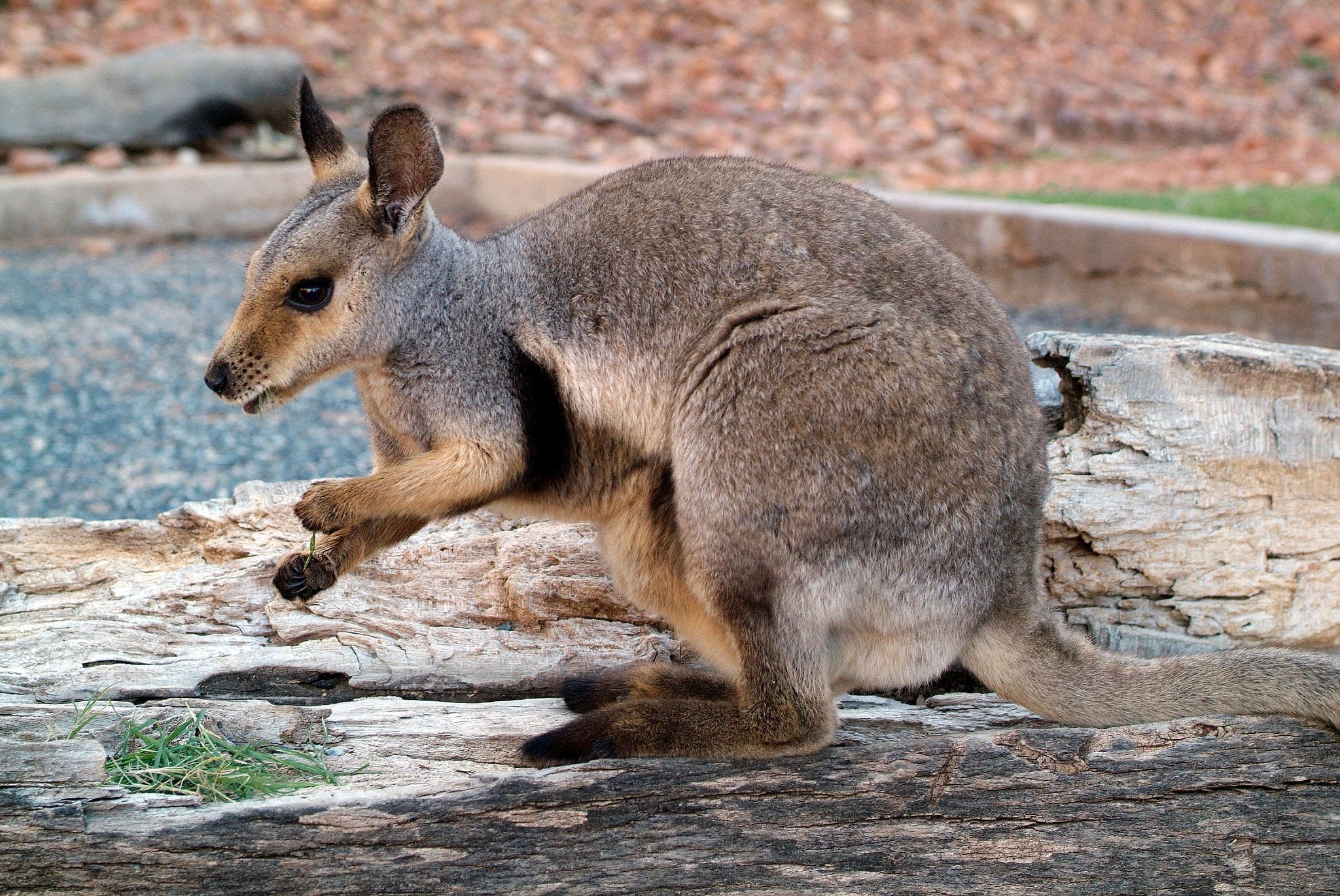 wallaby min Mt Stirling Reserve 1