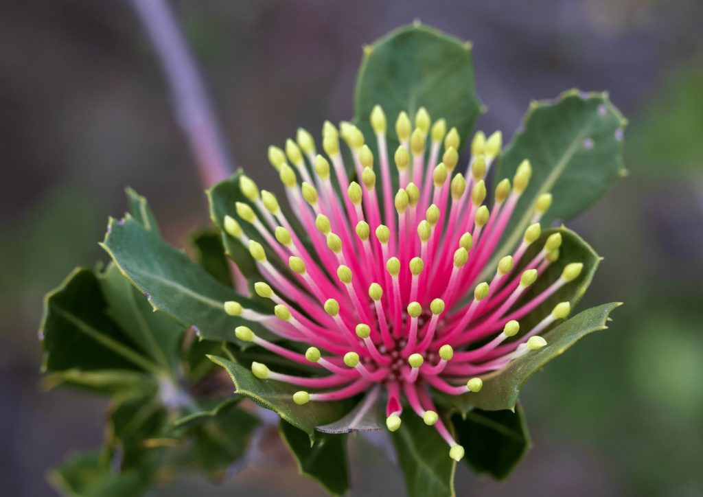 Cuneata Flower min Councillors 5